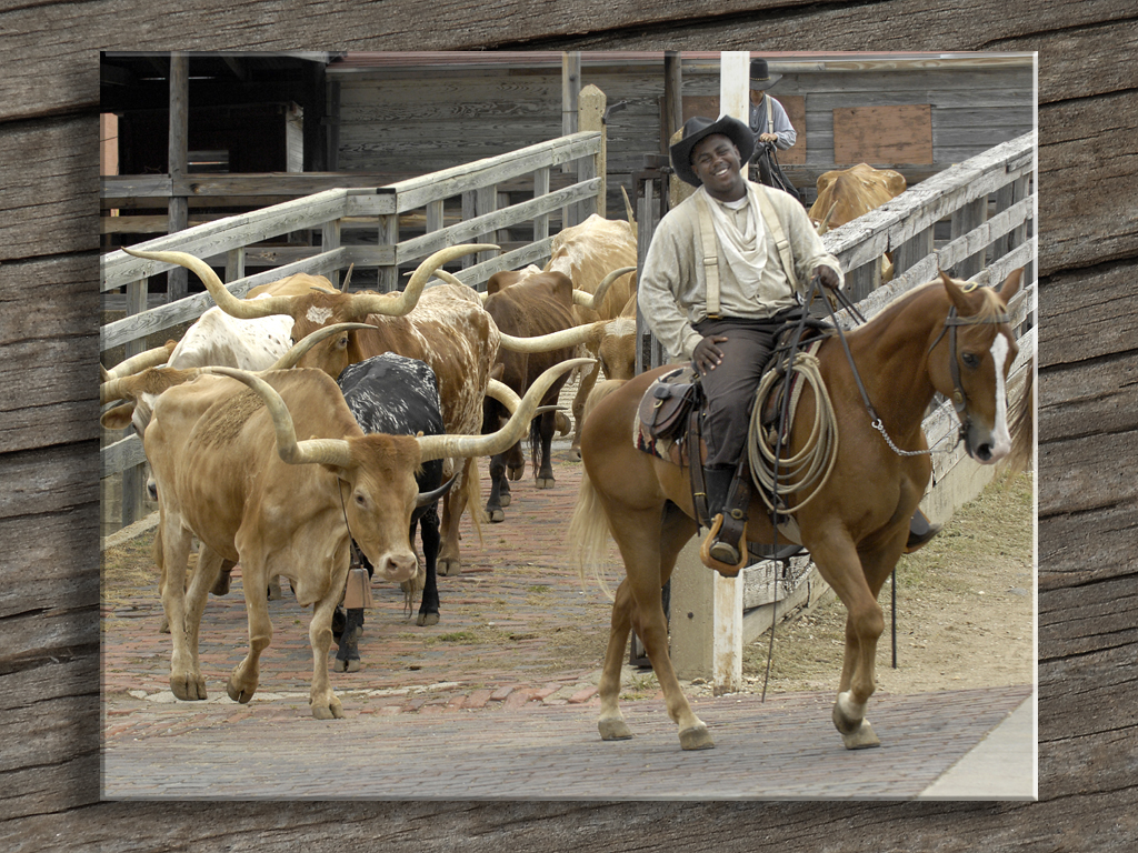 Cattle Drive at the Stock Yards...