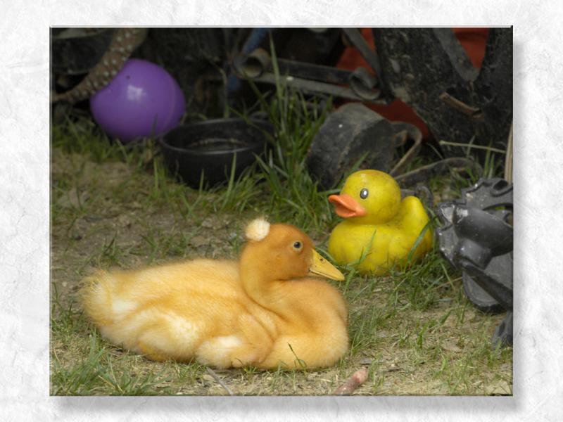 A Little Duck On Duck...