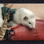 Ferret Love...