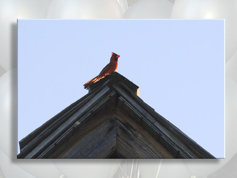 Cardinal Sings Farewell During Cecily's Memorial...