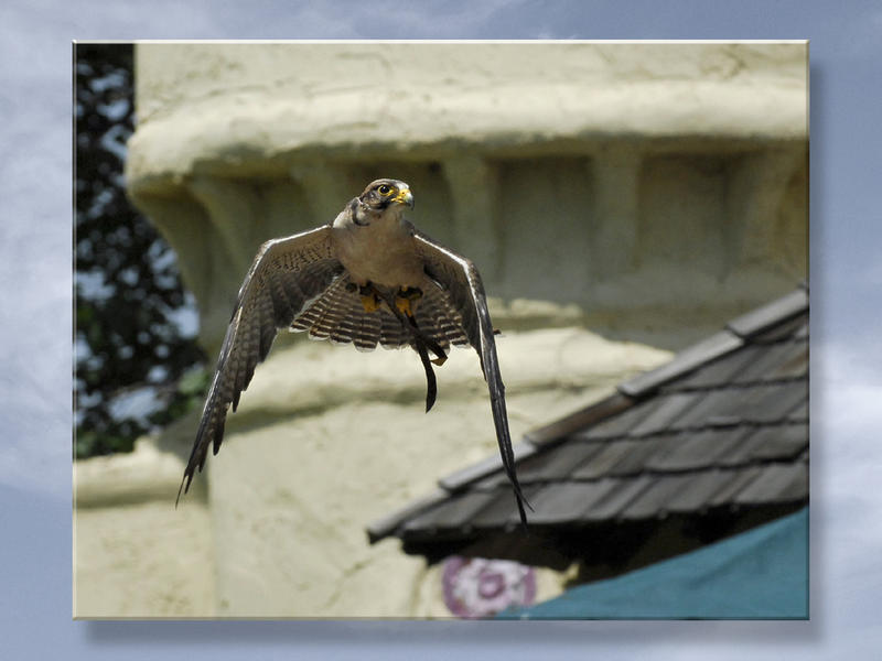 Raptor In Flight...