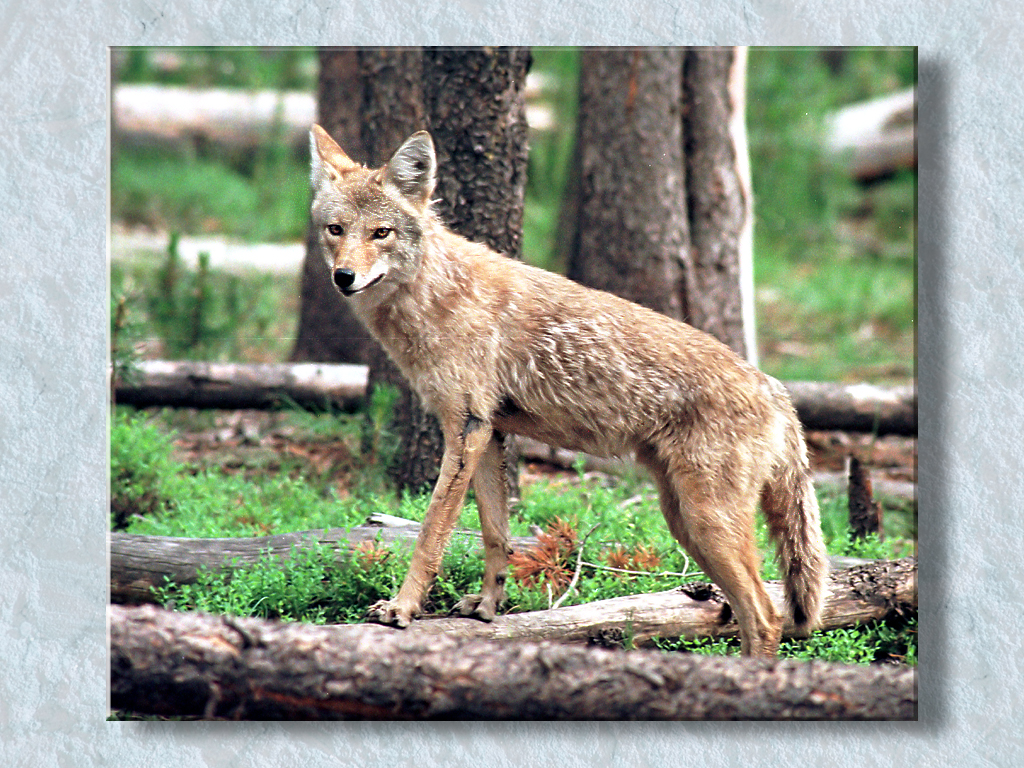 Yosemite Coyote #1...