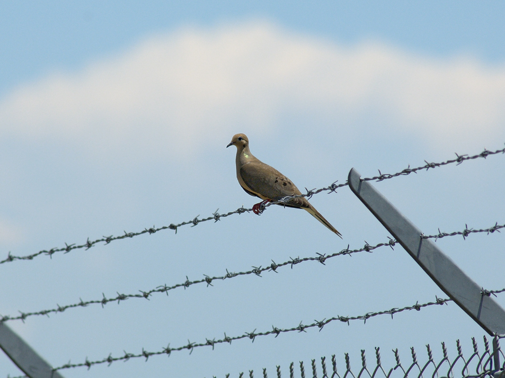 Dove On a Wire...