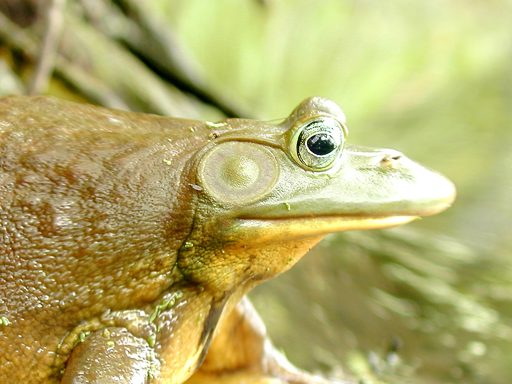 Speedy the Warped Frog...