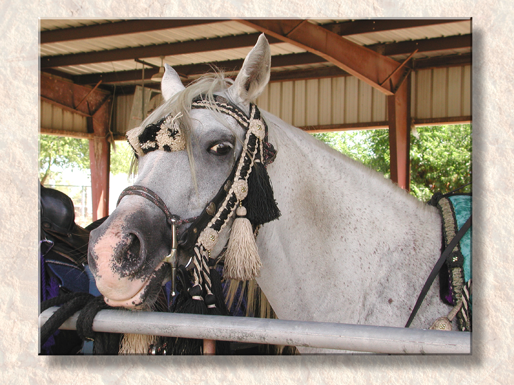 Happy Horsie...