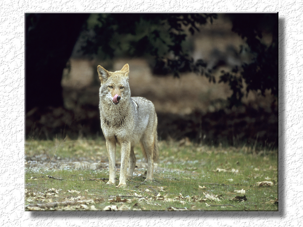 Coyote Pays Attention...