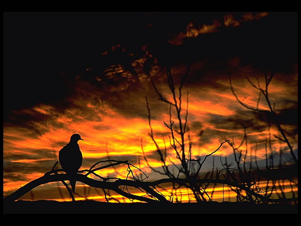 Dove Sunset #1...