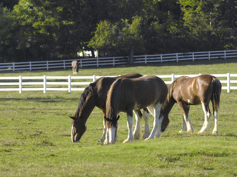 Clydesdales At Grant's Farm...