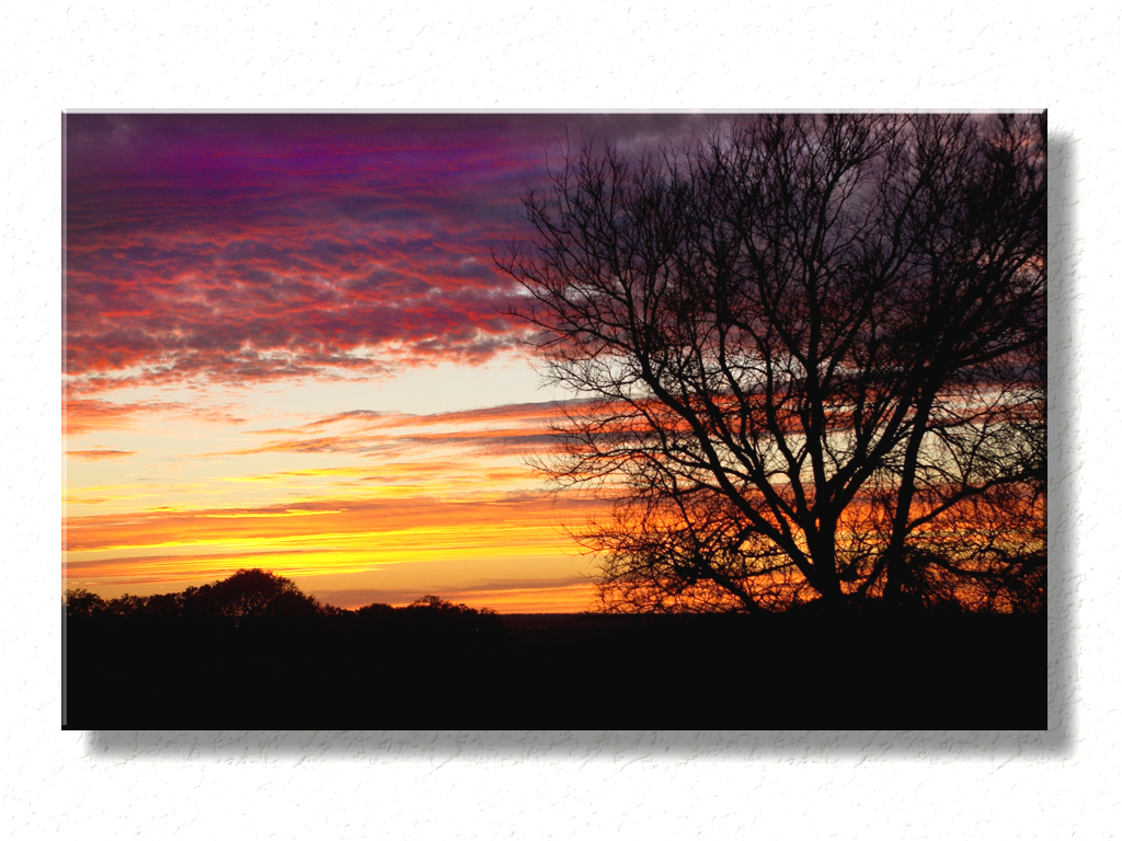 Sunset and Tree in California...