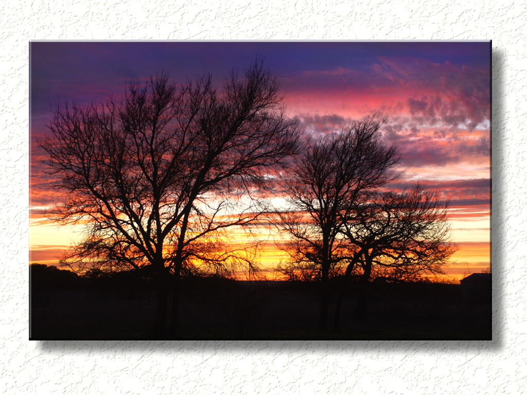 Sunset and Trees in California...