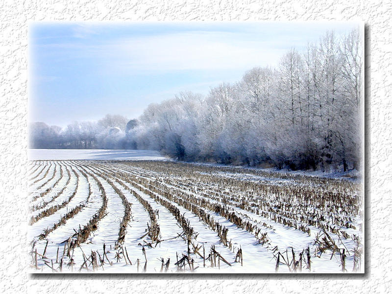 Winter Over the Fields...