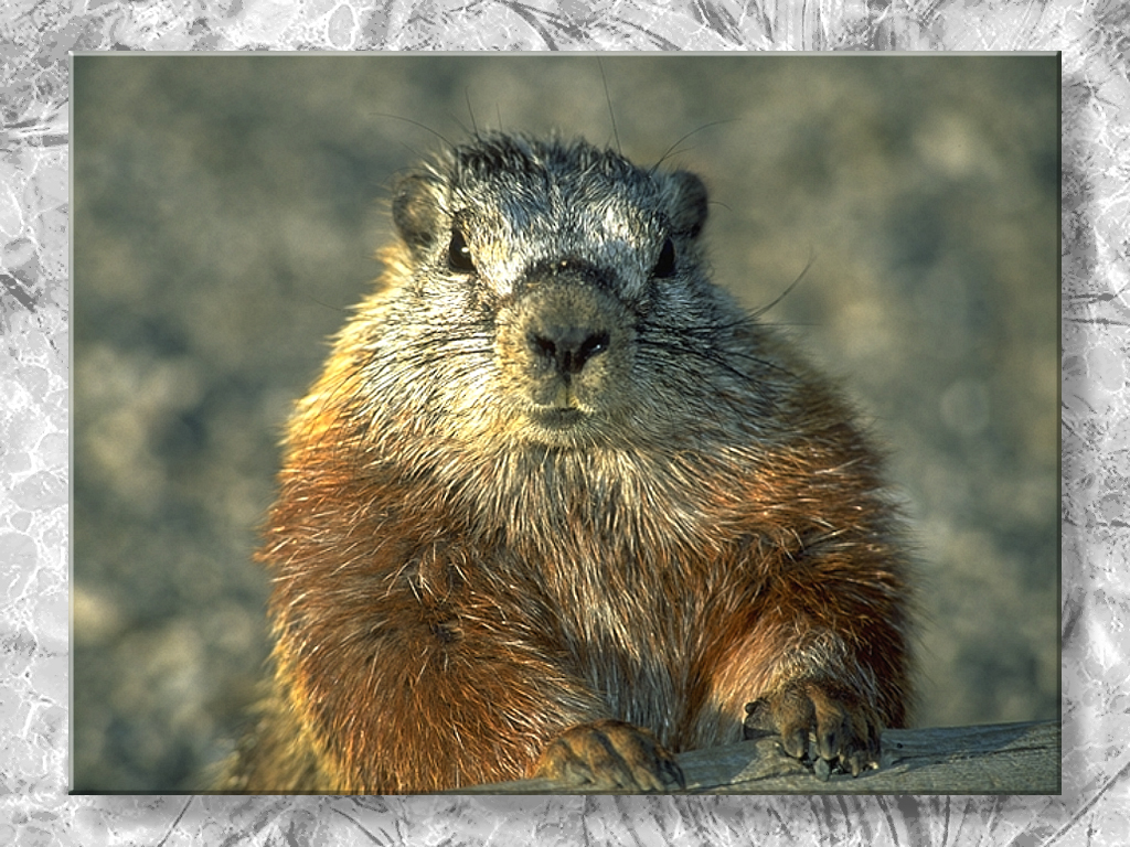 Marmot At Yosemite #2...