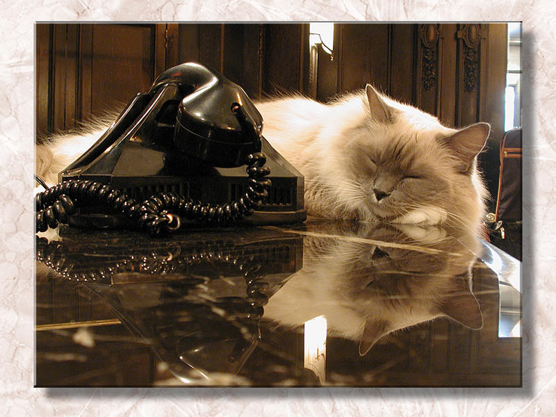 Matilda The Counter Cat at the Algonquin...