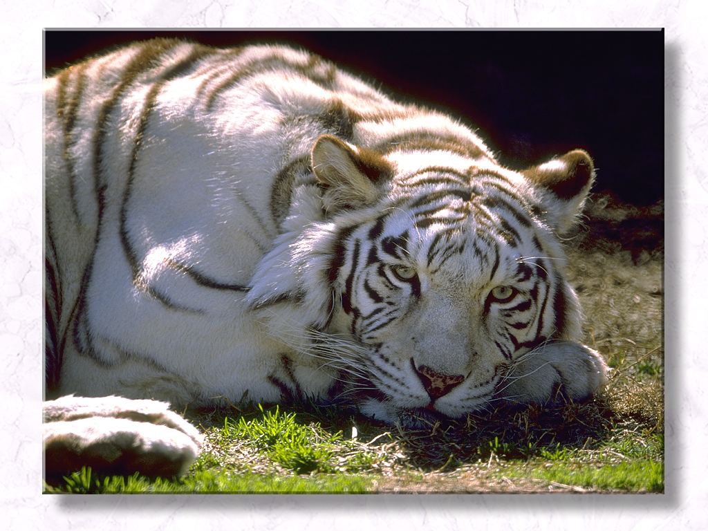 Neela At the Ft. Worth Zoo...