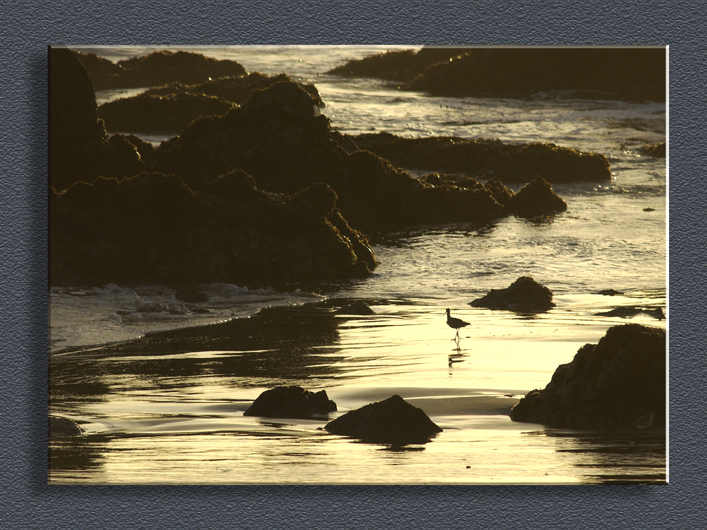 Piper in the Surf...