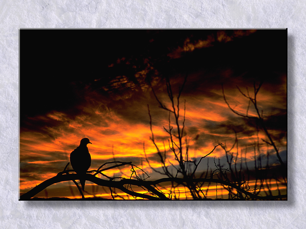 Dove Sunset In Arizona...