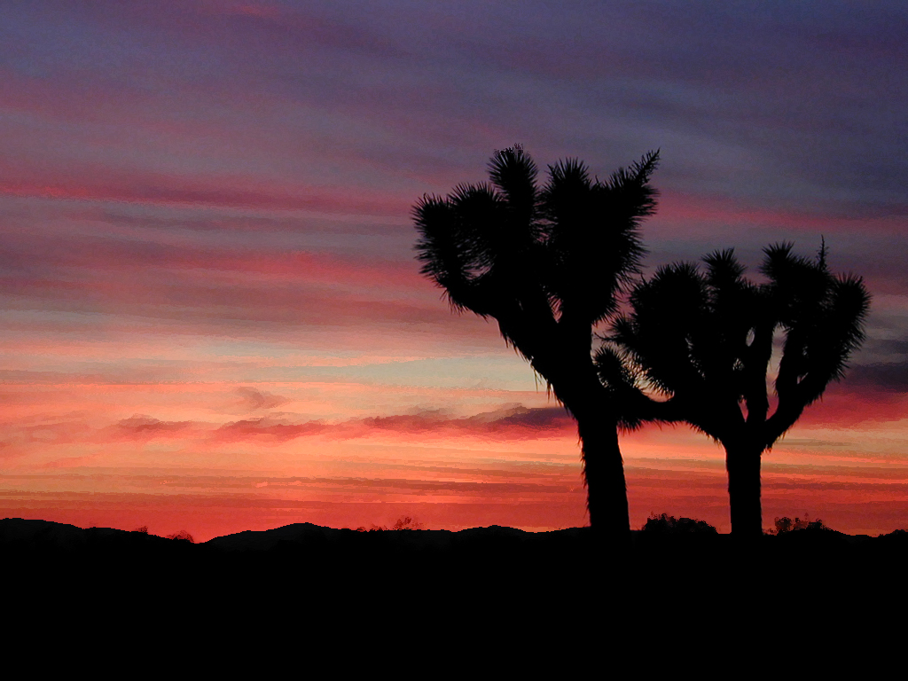 Joshuas At Sunset...