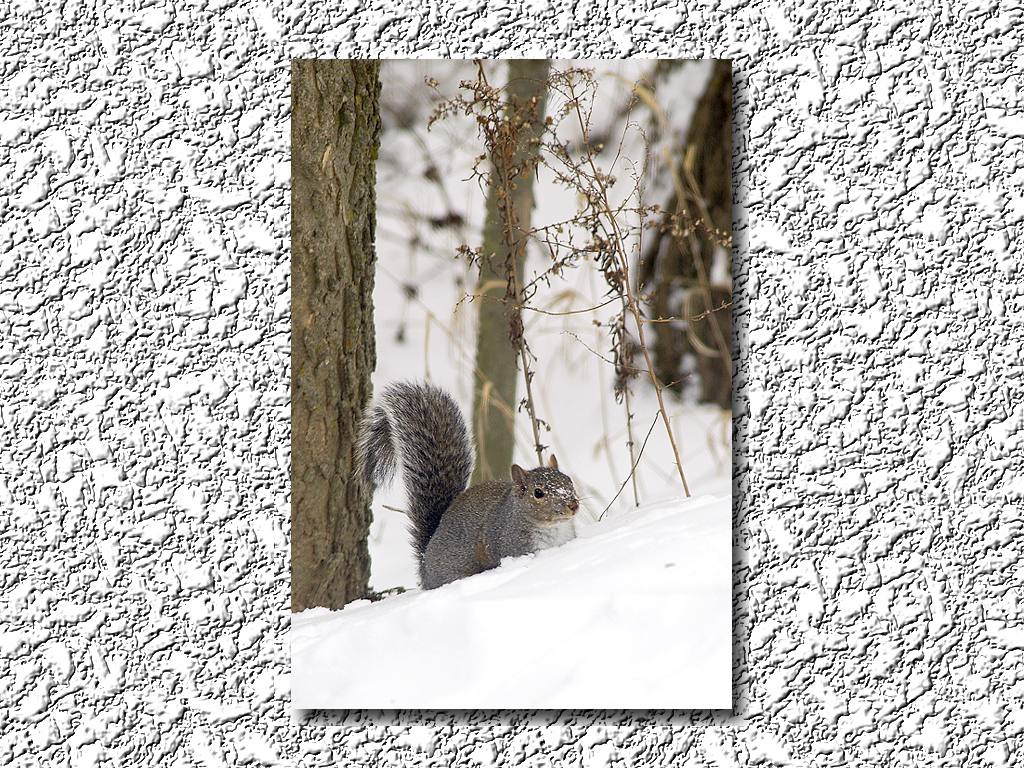 Rocky In the Snow...