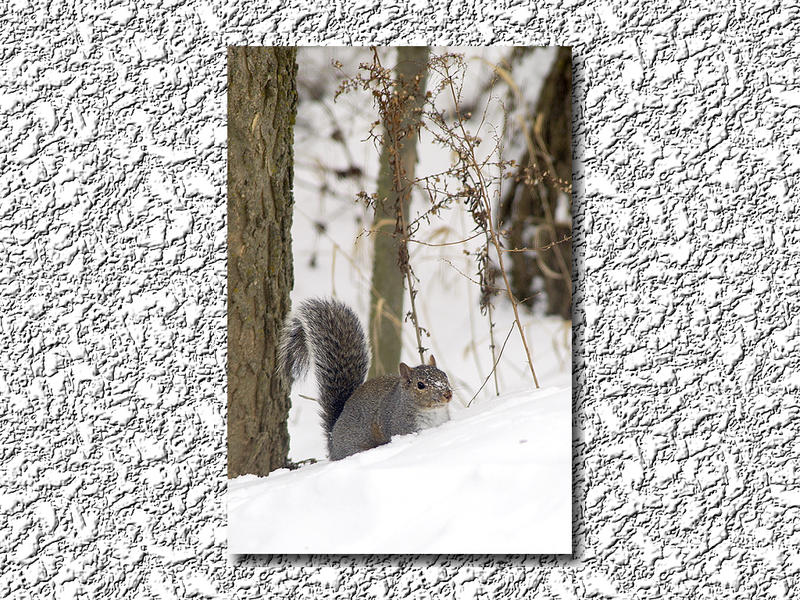 Rocky In the Snow...