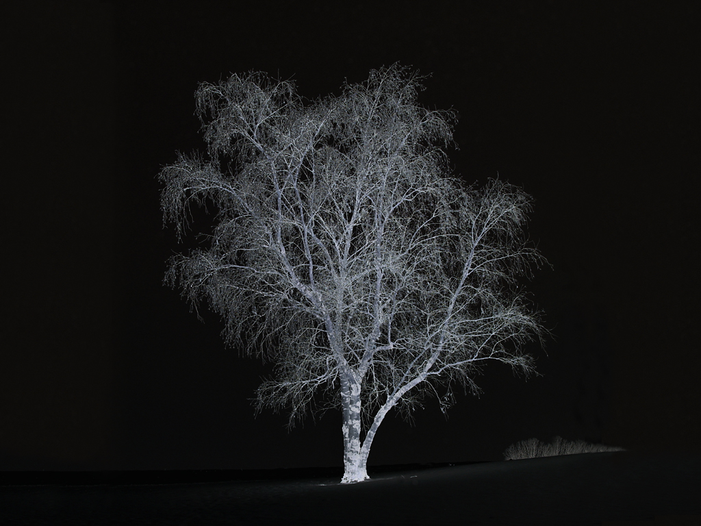 Willow In The Snow Inverted...