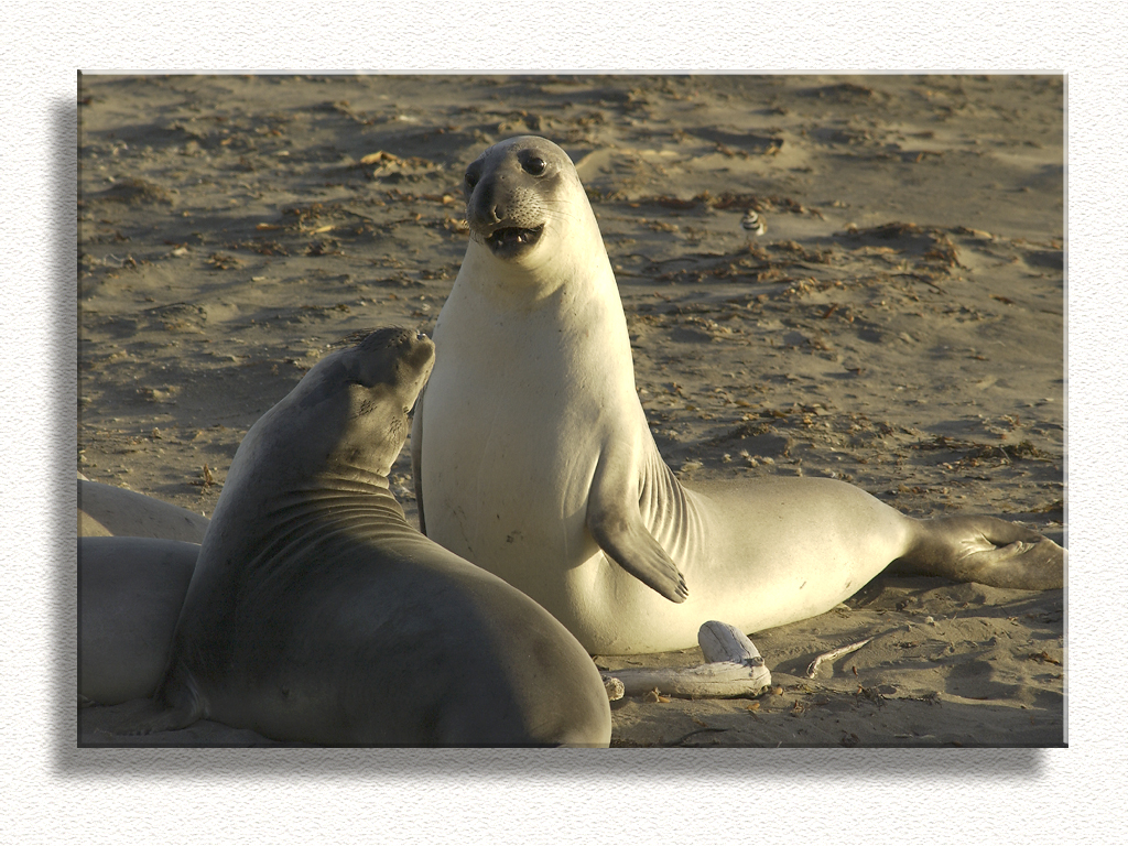 Seal Barking...