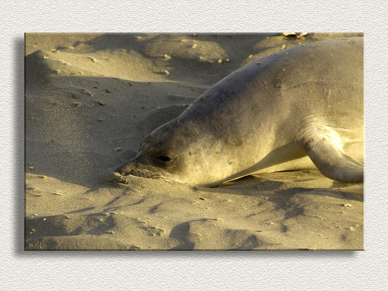 Seal Sneeze...