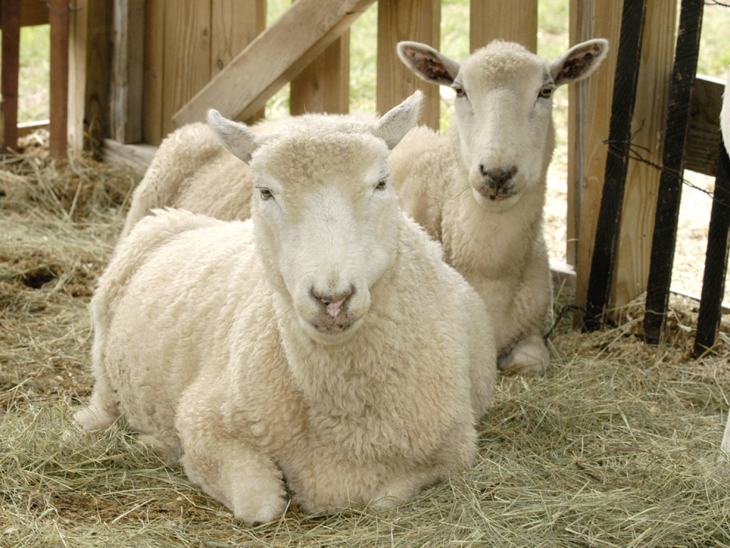 Sheepies At Scarby...