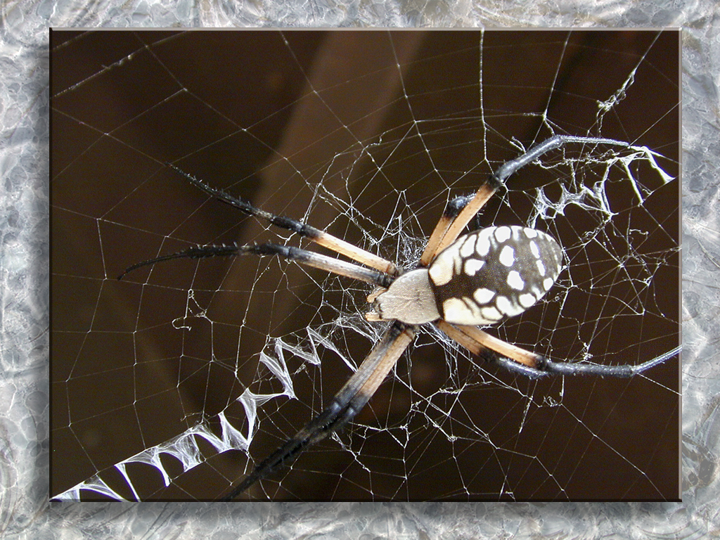 Spider At Hawkwood...