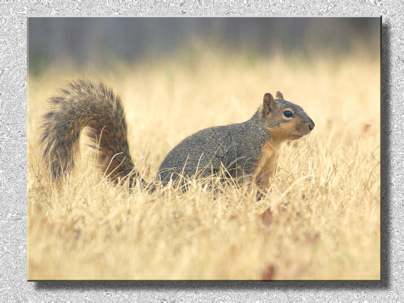 Squirrel In the Back Yard...