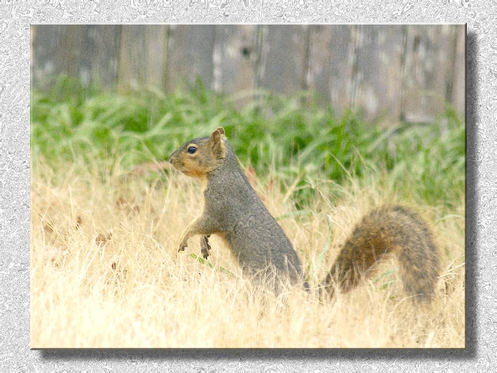 Squirrel Is All Ears...