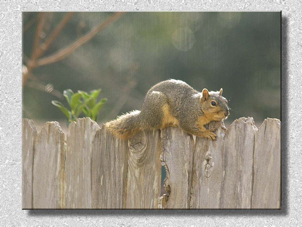 Squirrel On the Fence...