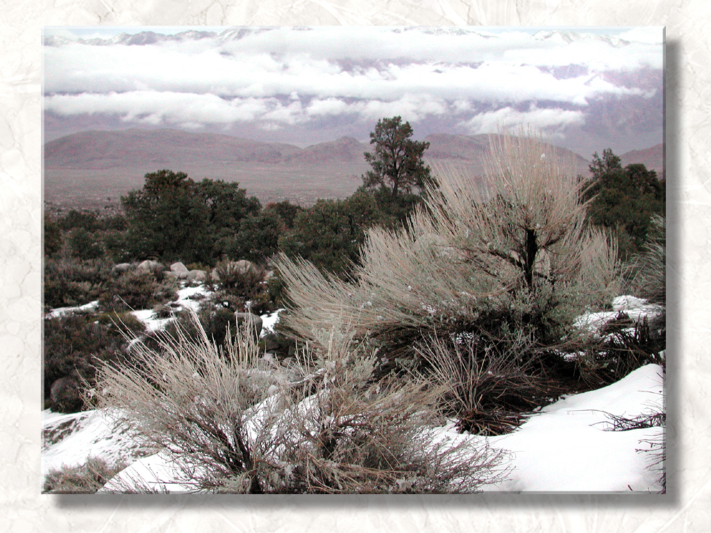 Whitney In the Snow...