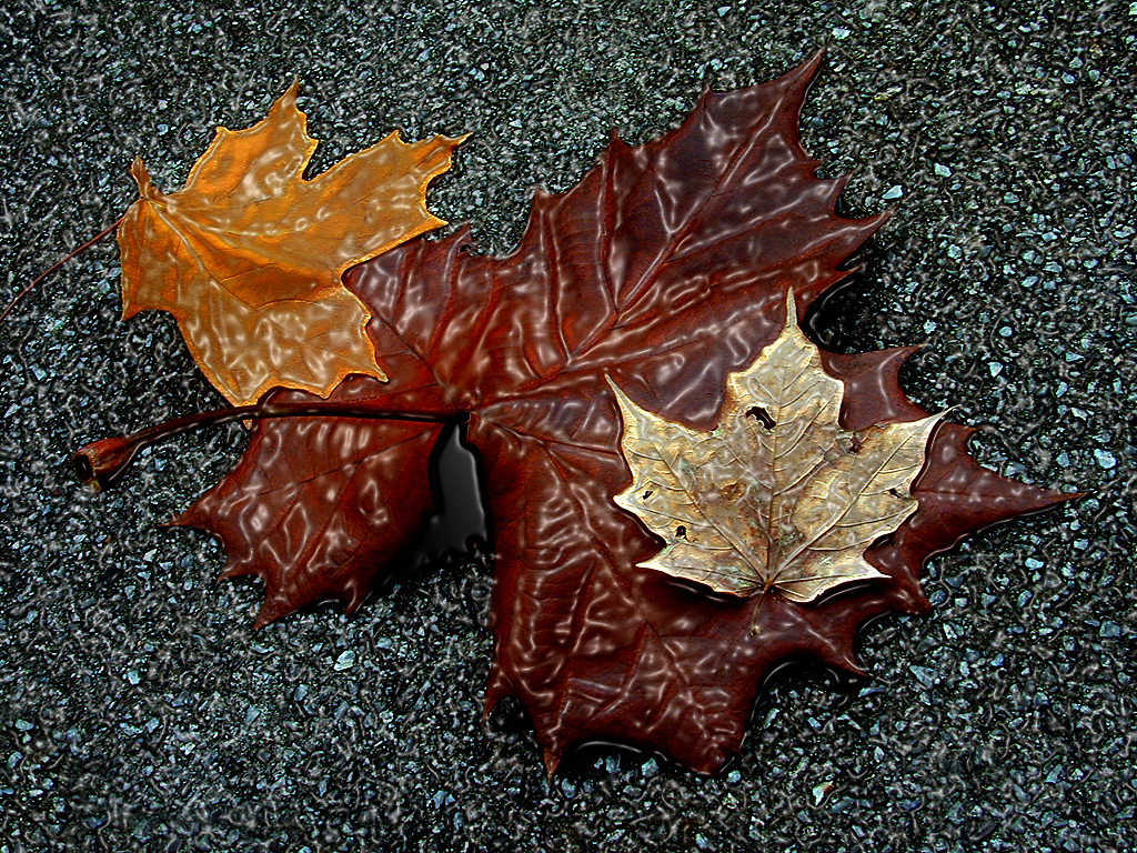 Wet Leaves...