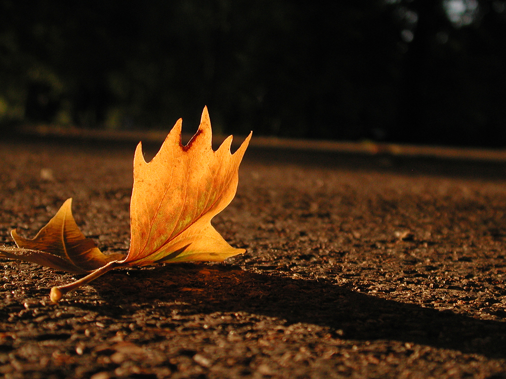 Hyde Park Leaf...