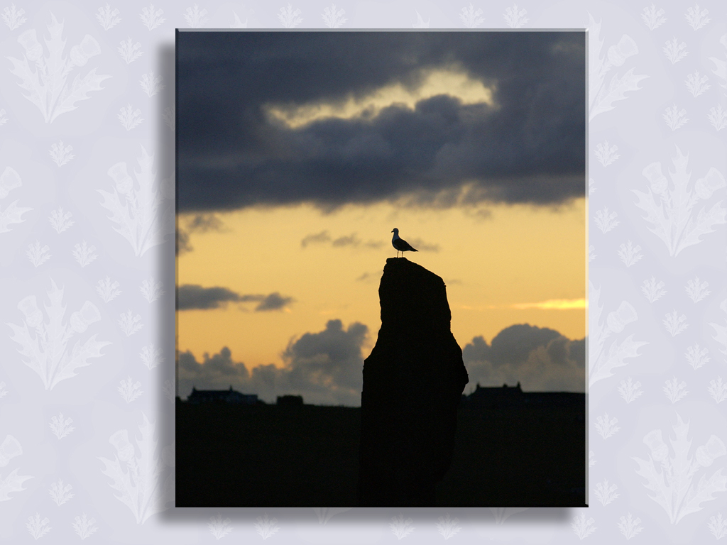 Stone Watcher at Brodgar...