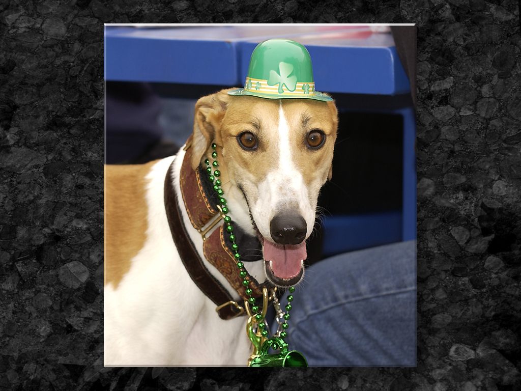 St Patties Woofer...