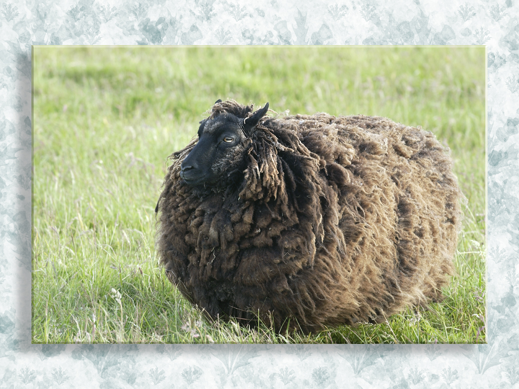 Brodgar Sheepie...