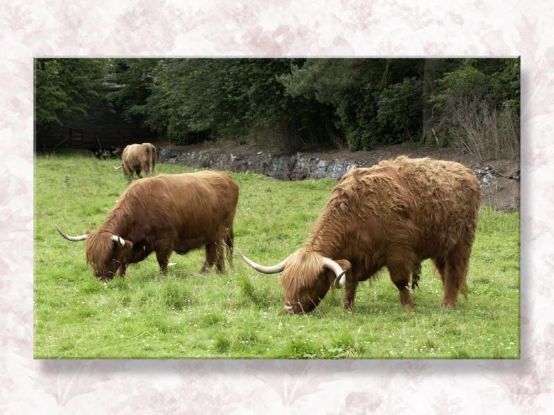 Someone's Pet Coos...