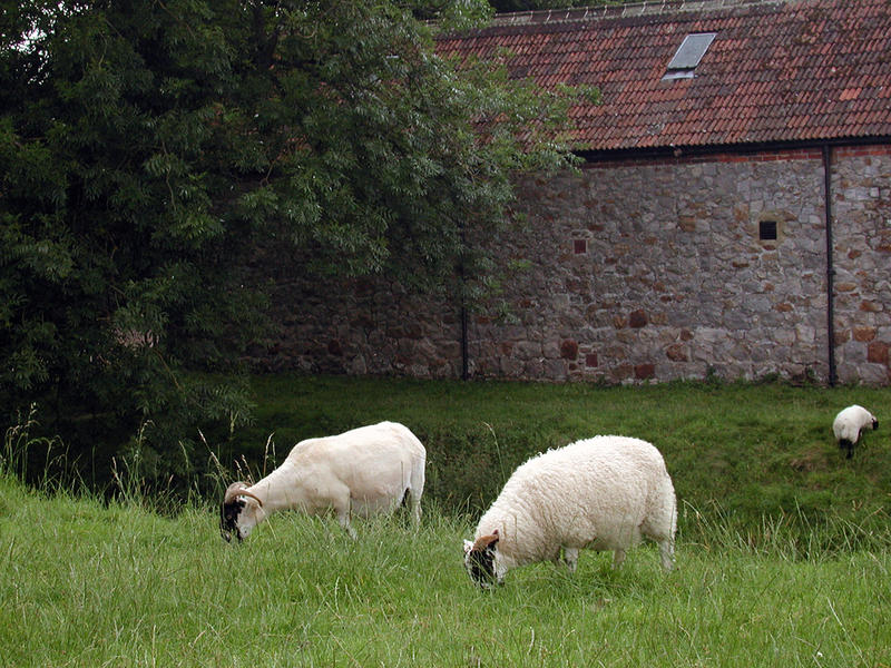 Avebury Sheepies...