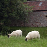 Avebury Sheepies...