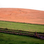 Avebury Crop Circle...