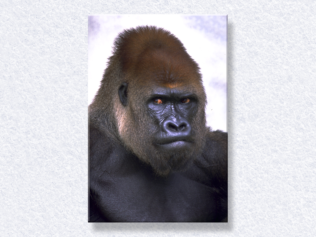 Gorilla Mug Shot...