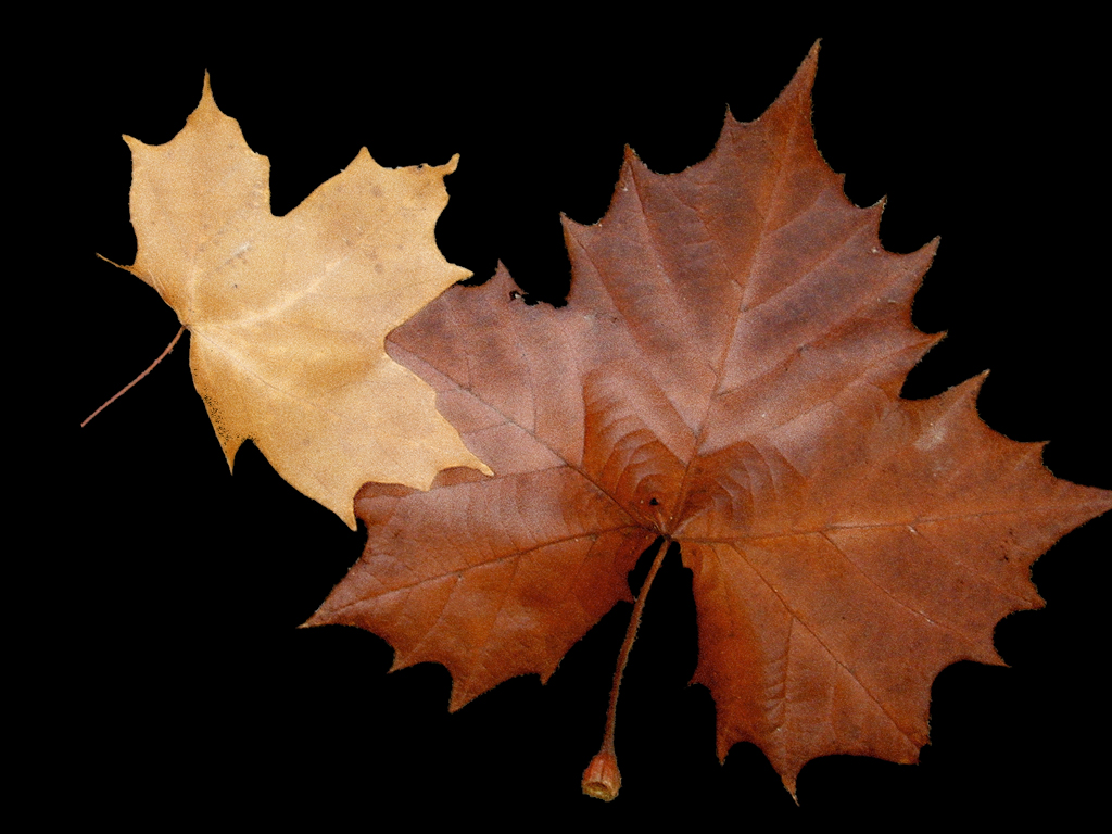 London Leaves...