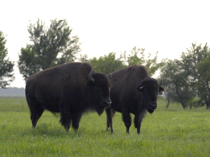 Buffalo In Oklahoma...