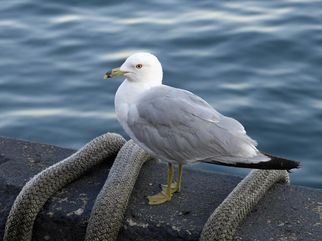 Noisy Beggar on Lake Michigan...