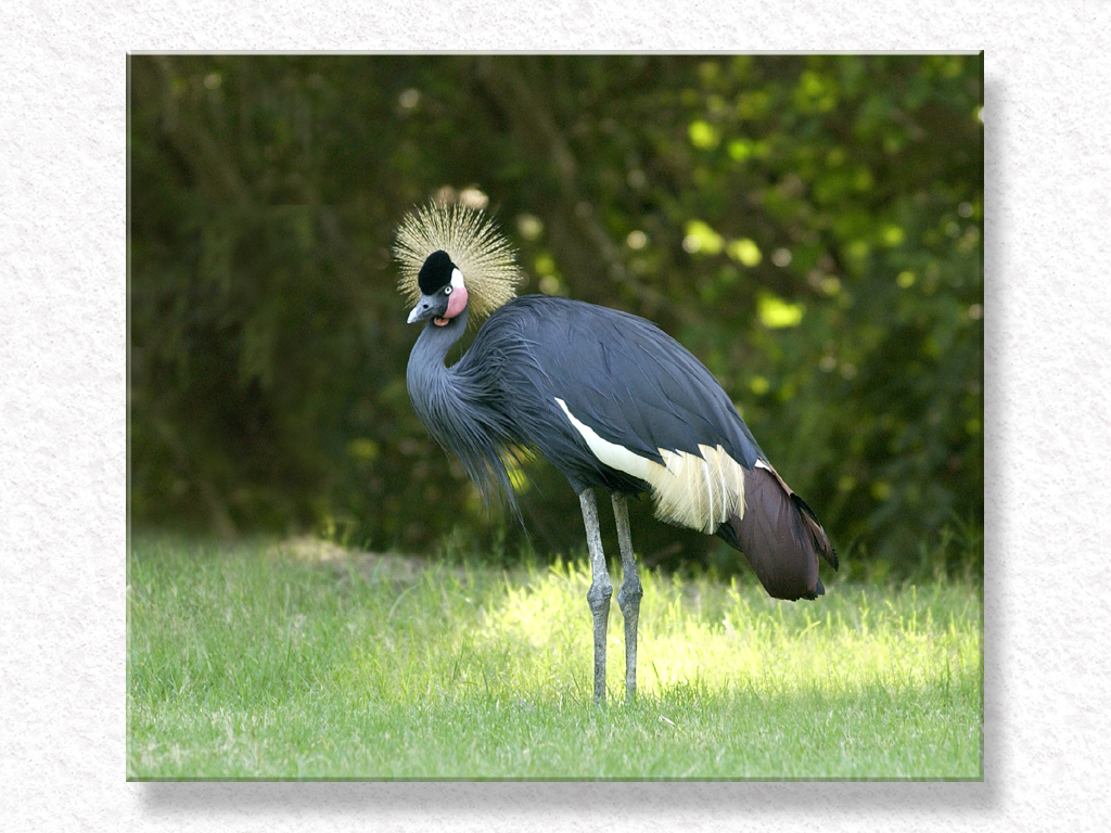 Pretty Plumage...