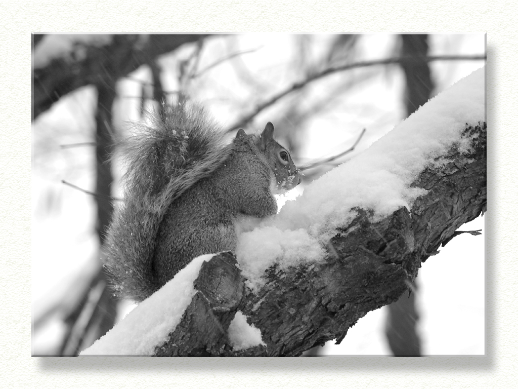 Squirrel In the Snow...