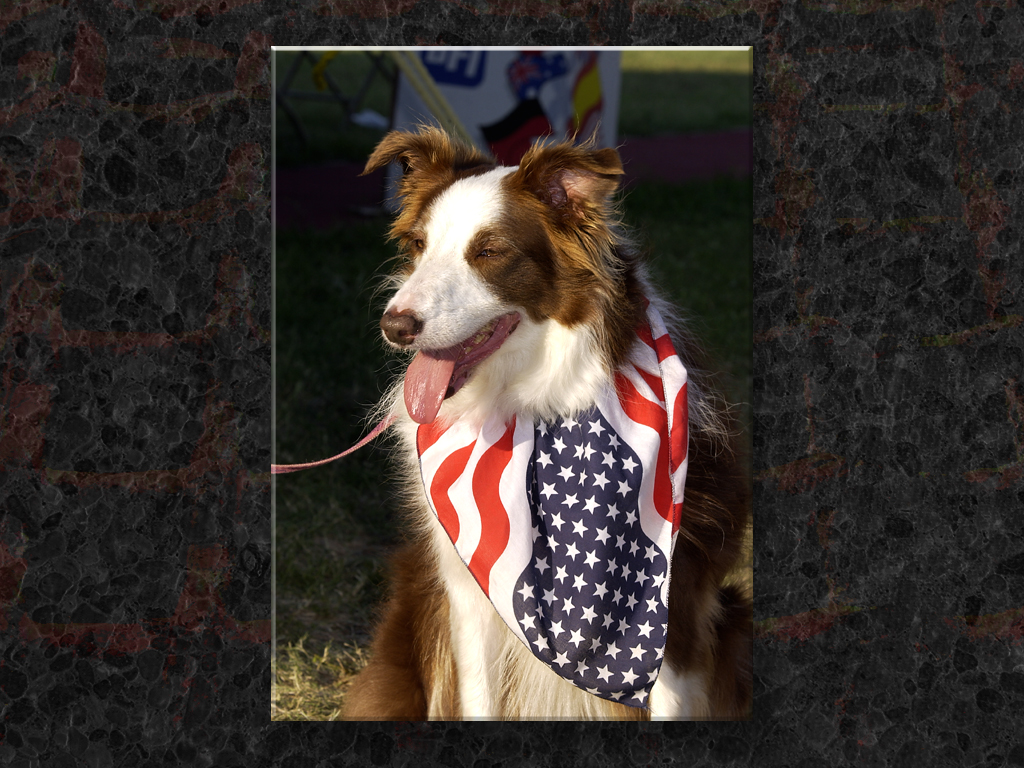 Patriot Pooch at SHG...