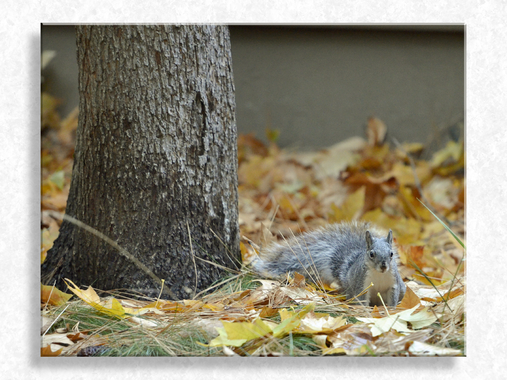 Hey Bullwinkle, Watch Me Pull a Nut Outa My Hat...