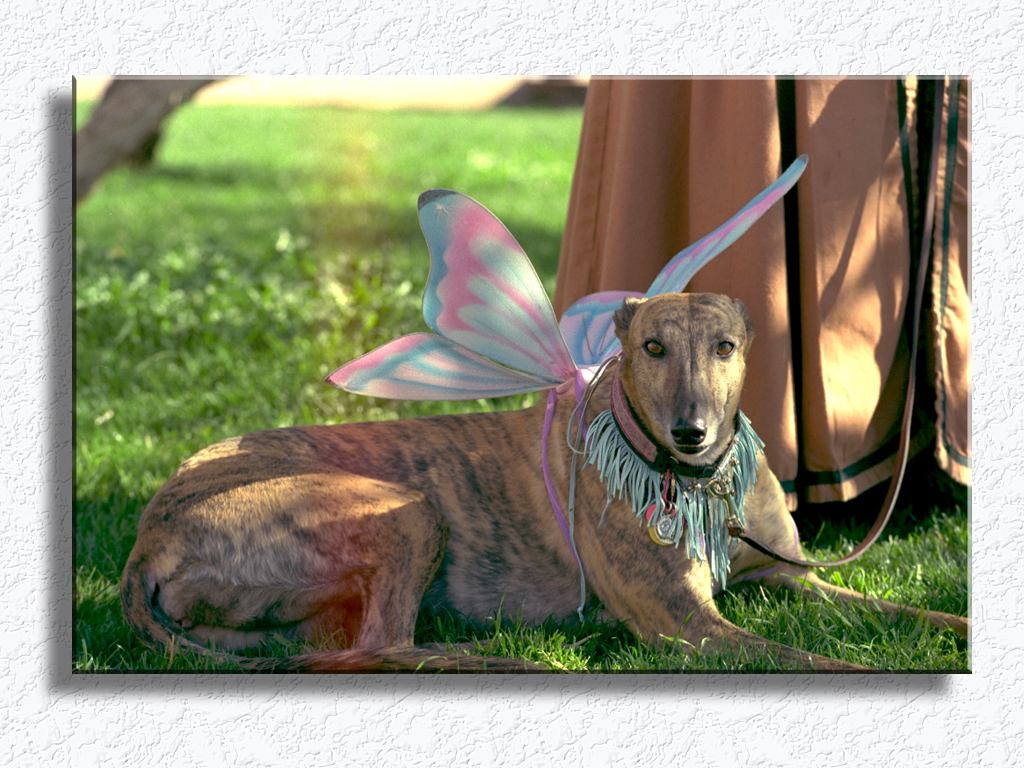 Faerie Dog...